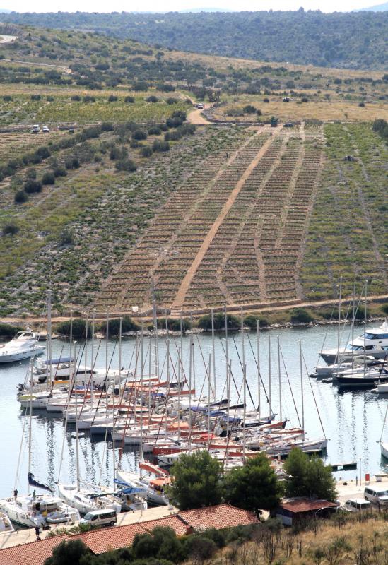 Primošten. Počela berba grožđa od kojeg se pravi svjetski poznato vino Babić. Photo: Duško Jaramaz/PIXSELL Primošten. Počela berba grožđa od kojeg se pravi svjetski poznato vino Babić. Photo: Duško Jaramaz/PIXSELL