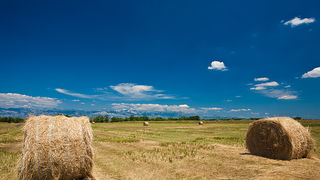 Zlatno žito Dalmacije, slama, foto: Leo Banić