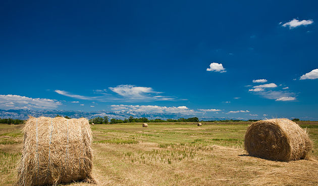 Zlatno žito Dalmacije, slama, foto: Leo Banić