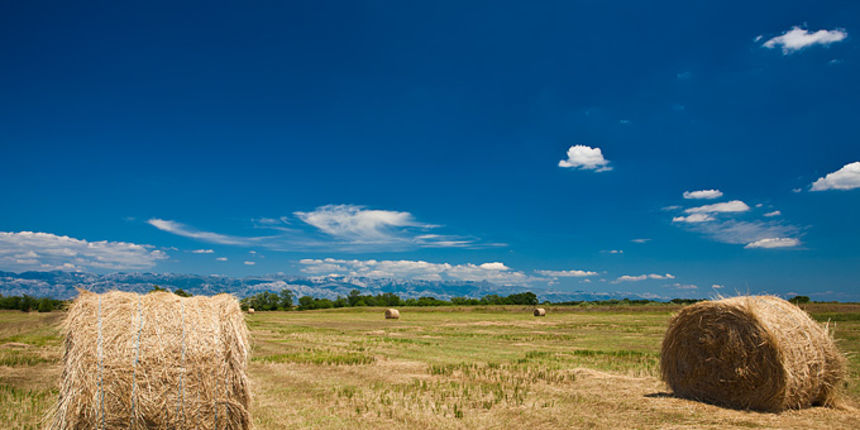 Zlatno žito Dalmacije, slama, foto: Leo Banić