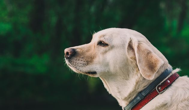 Obiteljski psi čuvari: upoznajte najbolje pse čuvare