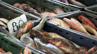 Image 1200387 (auto)