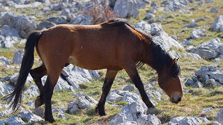 Divlji konji na Velebitu, foto: Leo Banić