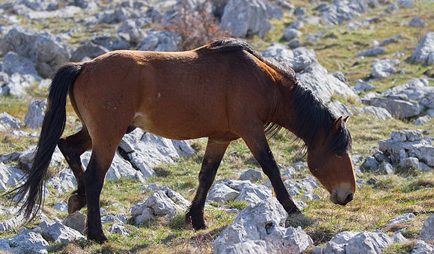 Divlji konji na Velebitu, foto: Leo Banić
