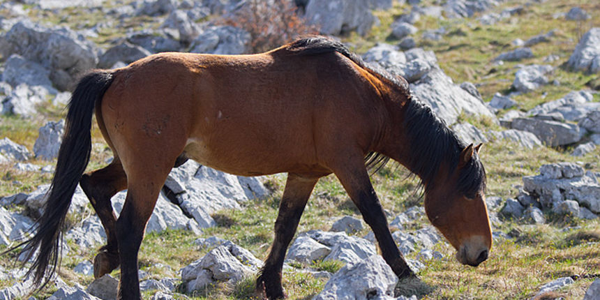 Divlji konji na Velebitu, foto: Leo Banić