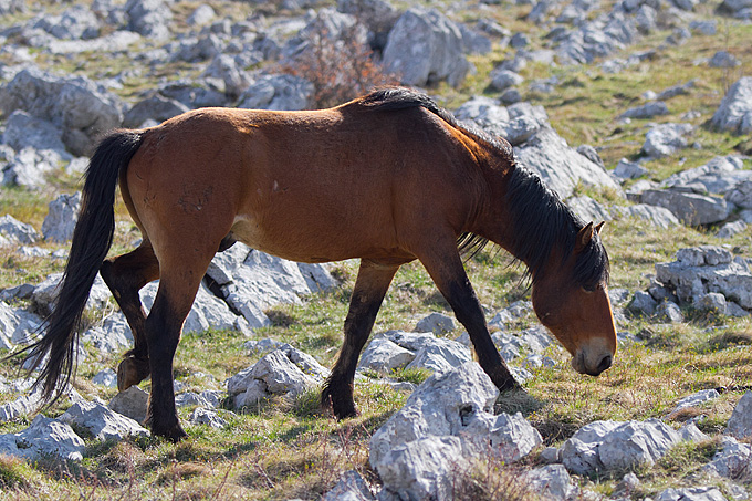 Divlji konji na Velebitu, foto: Leo Banić