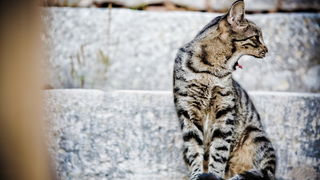 Vis 210812.
Otok Vis jedan je od najudaljenijih hrvatskih otoka koji broji nesto manje od 3 i pol tisuce stanovnika.No u vrijeme turisticke sezone otok postaje omiljena destinacija turistima od kojih je tradicionalno u kolovozu najvise Talijana.Vis ima bo