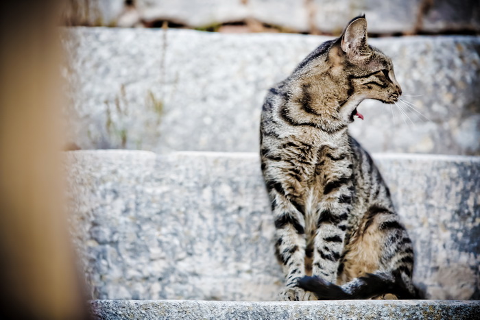 Vis 210812.
Otok Vis jedan je od najudaljenijih hrvatskih otoka koji broji nesto manje od 3 i pol tisuce stanovnika.No u vrijeme turisticke sezone otok postaje omiljena destinacija turistima od kojih je tradicionalno u kolovozu najvise Talijana.Vis ima bo