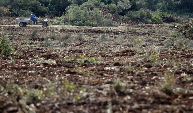 Zadar, 110310.
Zemljiste Hrvatskih suma na ulazu u mjesto Petrcane kraj Zadra cisti se i priprema za sadnju vinograda. 
Foto: Jure Miskovic / CROPIX