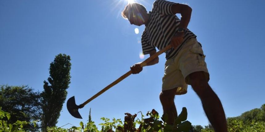 Zadarski beskucnici angazirani su na sadnji krumpira koji cini dio ponude pucke kuhinje u kojoj se i sami hrane. Photo: Dino Stanin/PIXSELL Zadarski beskucnici angazirani su na sadnji krumpira koji cini dio ponude pucke kuhinje u kojoj se i sami hrane. Photo: Dino Stanin/PIXSELL