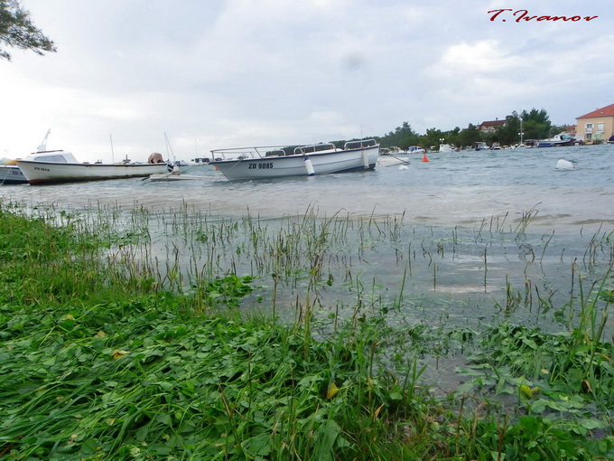 Plima u uvali Bregdetti, foto: T. Ivanov