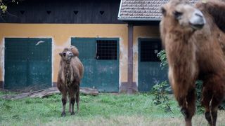 U Zoološki vrt Grada Zagreba stigla je mlada dvogrba deva Zsofia