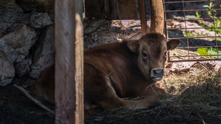 Simpatična galerija koja prikazuje životinjsku farmu na najvišem južnom vrhu Velebita – Crnopcu Simpatična galerija koja prikazuje životinjsku farmu na najvišem južnom vrhu Velebita – Crnopcu