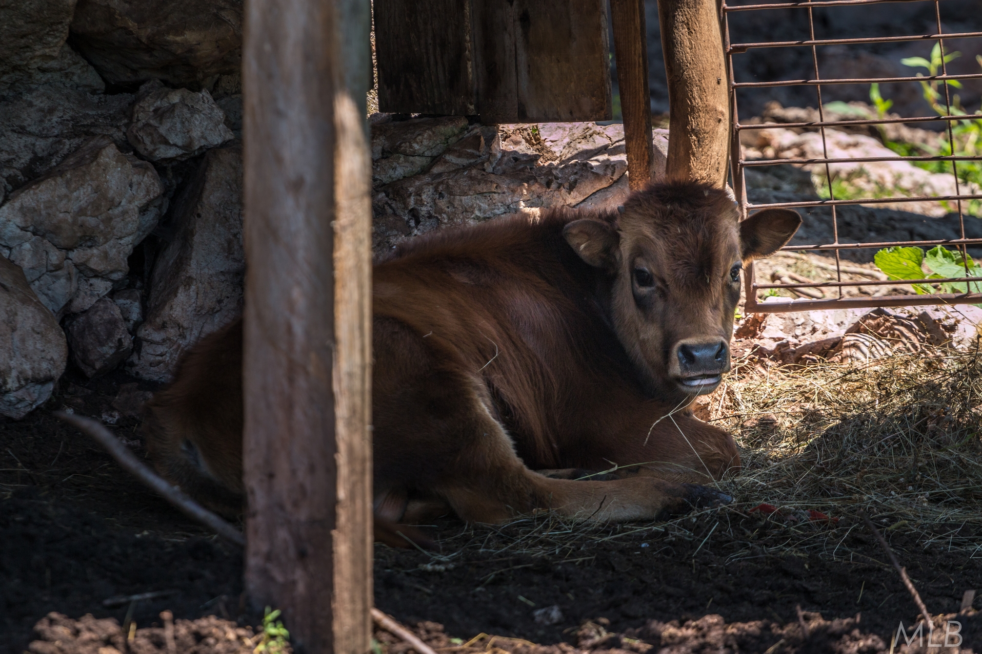 Simpatična galerija koja prikazuje životinjsku farmu na najvišem južnom vrhu Velebita – Crnopcu Simpatična galerija koja prikazuje životinjsku farmu na najvišem južnom vrhu Velebita – Crnopcu