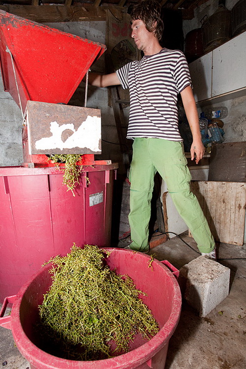 Priča o vinu: Od trsa do bačve, Foto: Leo Banić