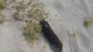 OLYMPUS DIGITAL CAMERA OLYMPUS DIGITAL CAMERA