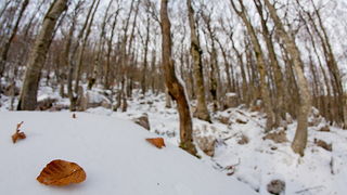 Đir do vrha Zečjak na sjevernom Velebitu, Foto: Leo Banić