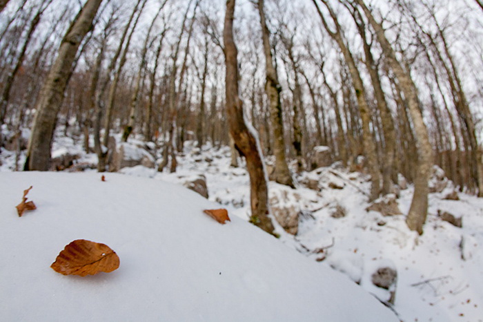 Đir do vrha Zečjak na sjevernom Velebitu, Foto: Leo Banić