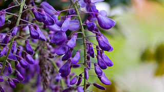 Priroda, cvijece, livada, sparoge, foto: Leo Banic