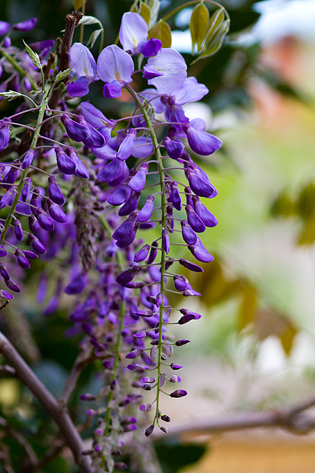 Priroda, cvijece, livada, sparoge, foto: Leo Banic