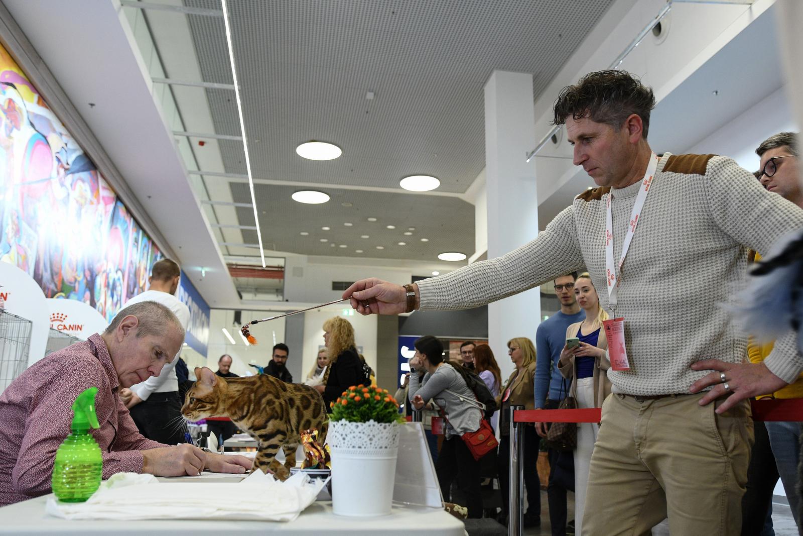 Međunarodna izložba mačaka