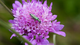Cvijeće, bube, pauk, foto: Leo Banić