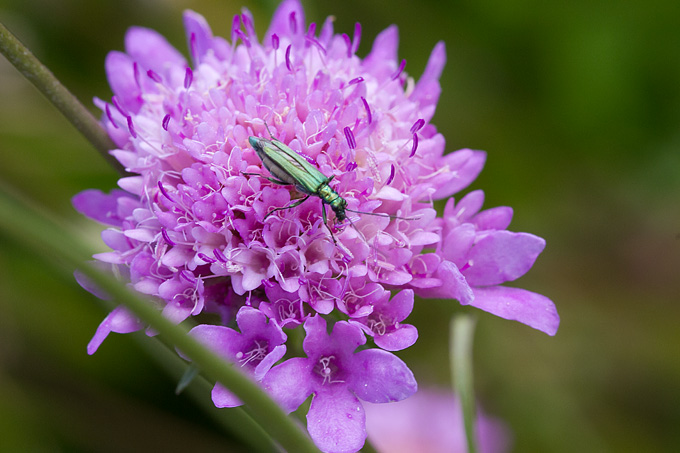Cvijeće, bube, pauk, foto: Leo Banić