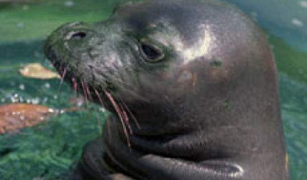 Sredozemna medvjedica (foto: Beta)