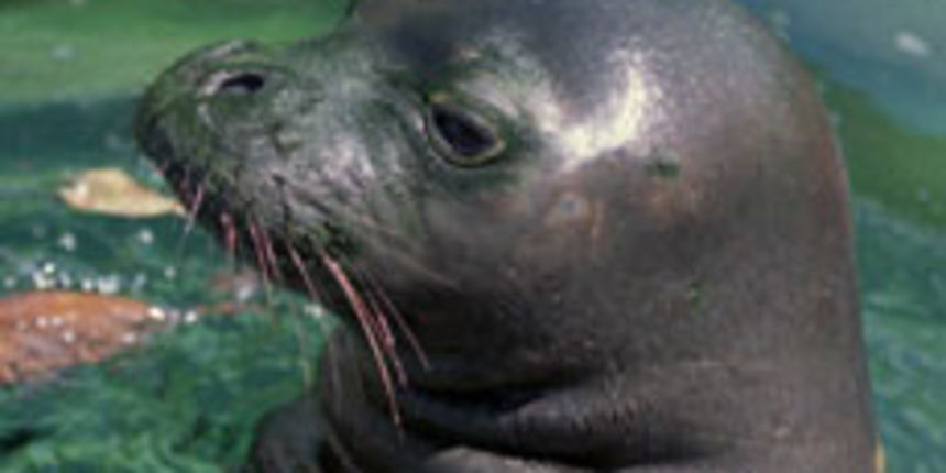 Sredozemna medvjedica (foto: Beta) Sredozemna medvjedica (foto: Beta)