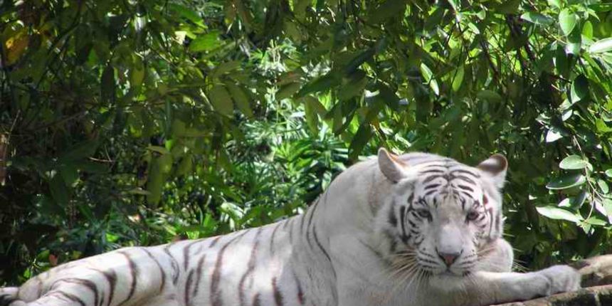 Image 1203139 (auto)