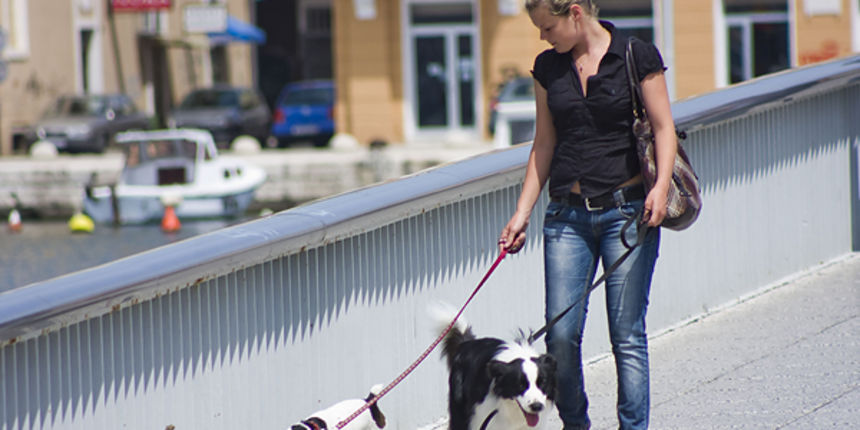 Đir po gradu 1. svibnja 2010. Psi, psići (Foto:Saša Čuka) Đir po gradu 1. svibnja 2010. Psi, psići (Foto:Saša Čuka)