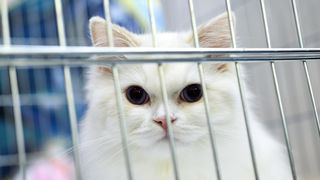 Međunarodna izložba mačaka