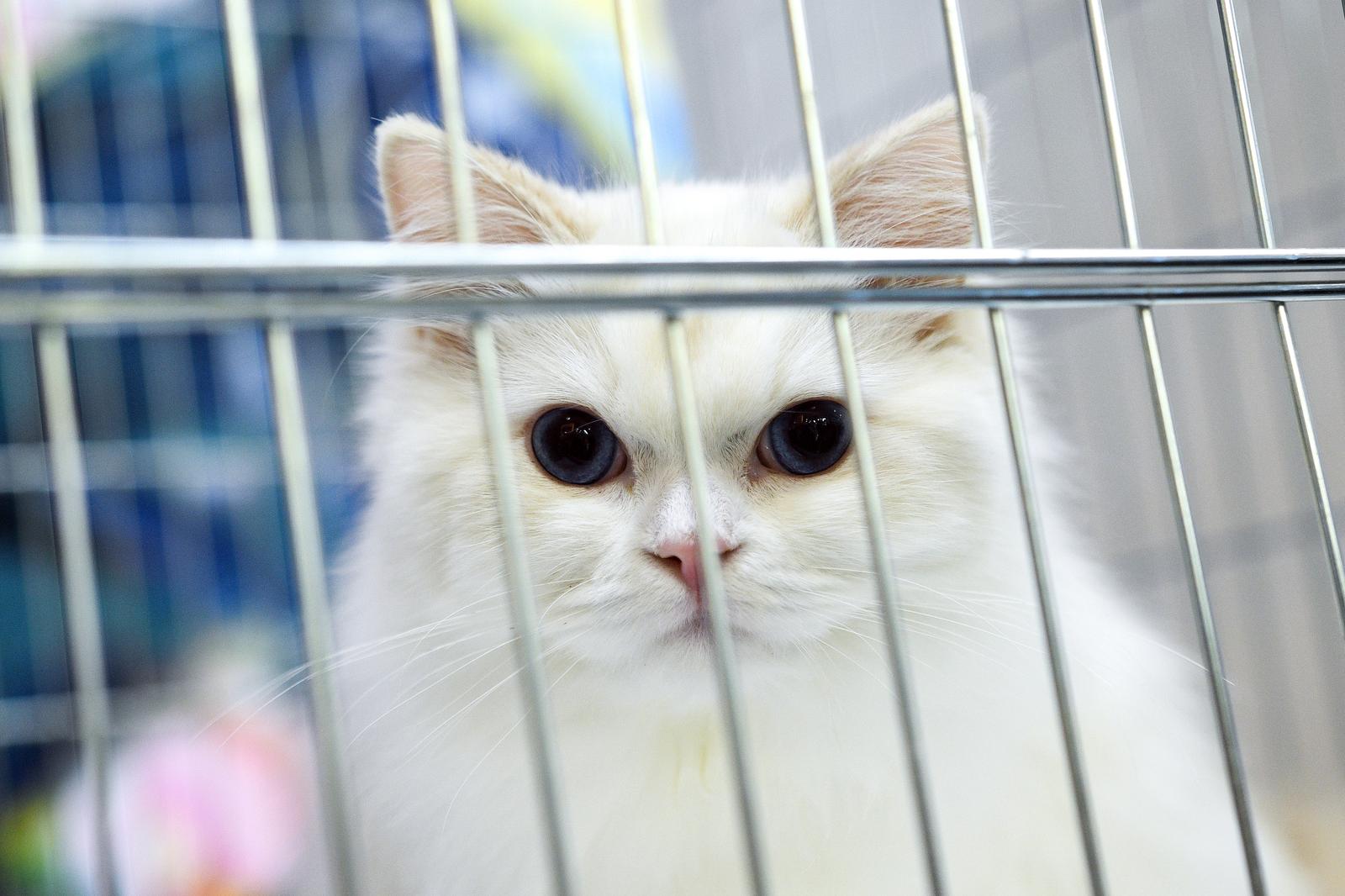 Međunarodna izložba mačaka