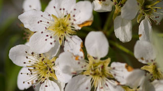 Priroda, cvijece, livada, sparoge, foto: Leo Banic