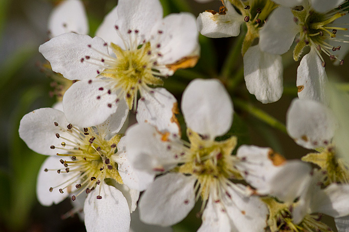Priroda, cvijece, livada, sparoge, foto: Leo Banic