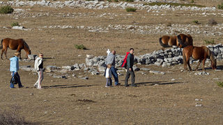 Velebitski divlji konji, Foto: Leo Banić