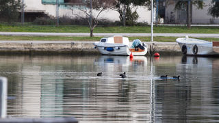 Liske u uvali Bregdetti 24. siječnja