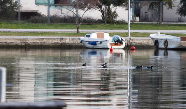 Liske u uvali Bregdetti 24. siječnja