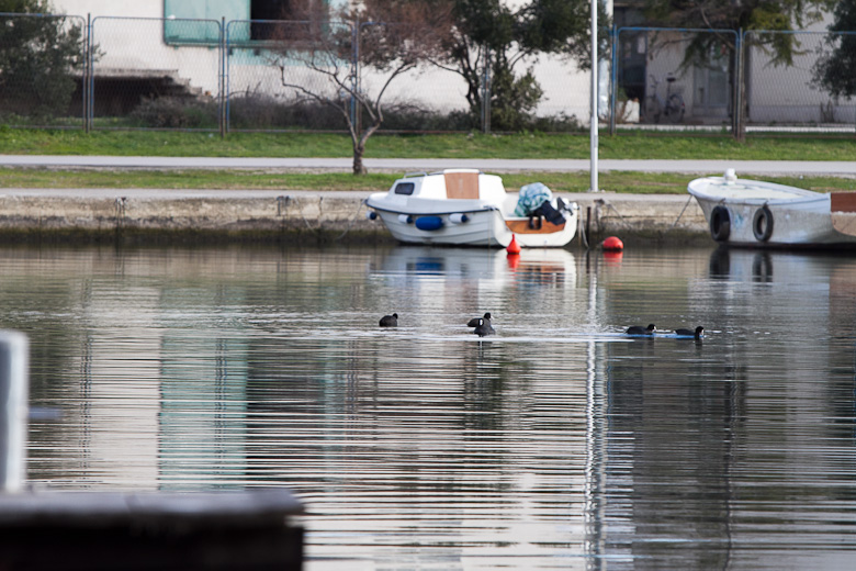 Liske u uvali Bregdetti 24. siječnja