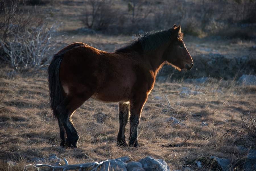 Od Velikog Rujna, preko Rujanske kose do Višerujna…