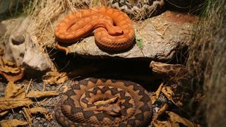 U Knezevoj palaci otvorena je izlozba djecjih radova na temu “Zmije – opasna ljepota”. Photo: Filip Brala/PIXSELL U Knezevoj palaci otvorena je izlozba djecjih radova na temu “Zmije – opasna ljepota”. Photo: Filip Brala/PIXSELL