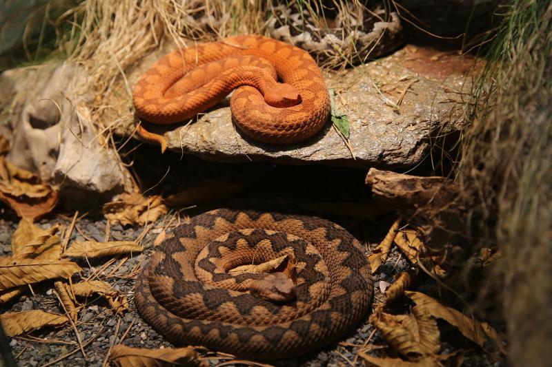 U Knezevoj palaci otvorena je izlozba djecjih radova na temu “Zmije – opasna ljepota”. Photo: Filip Brala/PIXSELL U Knezevoj palaci otvorena je izlozba djecjih radova na temu “Zmije – opasna ljepota”. Photo: Filip Brala/PIXSELL