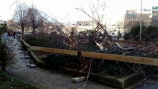 Bulevar, srušeno stablo