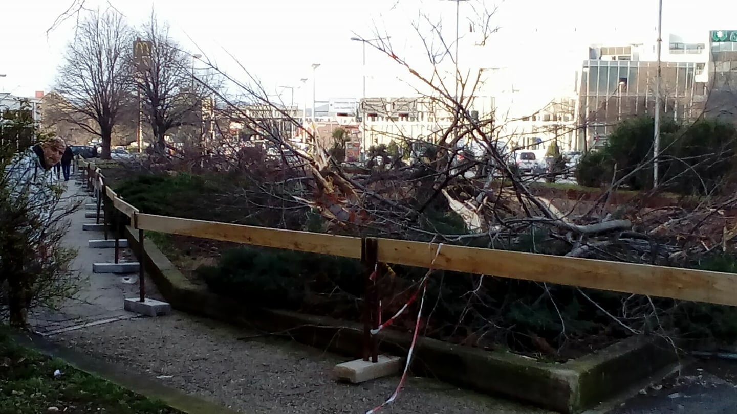 Bulevar, srušeno stablo