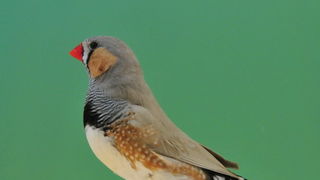 Pobjednici 33. Ornitoloskog prvenstva Hrvatske, Foto: Ivan Dilber Pobjednici 33. Ornitoloskog prvenstva Hrvatske, Foto: Ivan Dilber