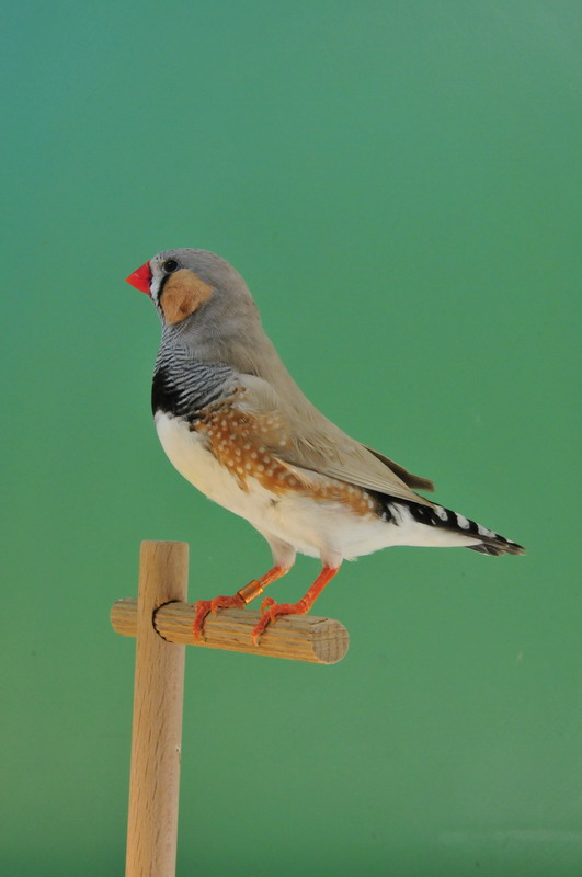 Pobjednici 33. Ornitoloskog prvenstva Hrvatske, Foto: Ivan Dilber Pobjednici 33. Ornitoloskog prvenstva Hrvatske, Foto: Ivan Dilber