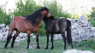 Velebitski divlji konji, Foto: Leo Banić