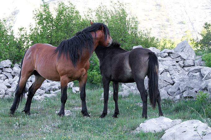 Velebitski divlji konji, Foto: Leo Banić