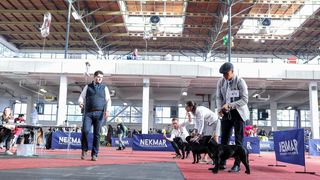 Izložba pasa na Zagrebačkom velesajmu Izložba pasa na Zagrebačkom velesajmu