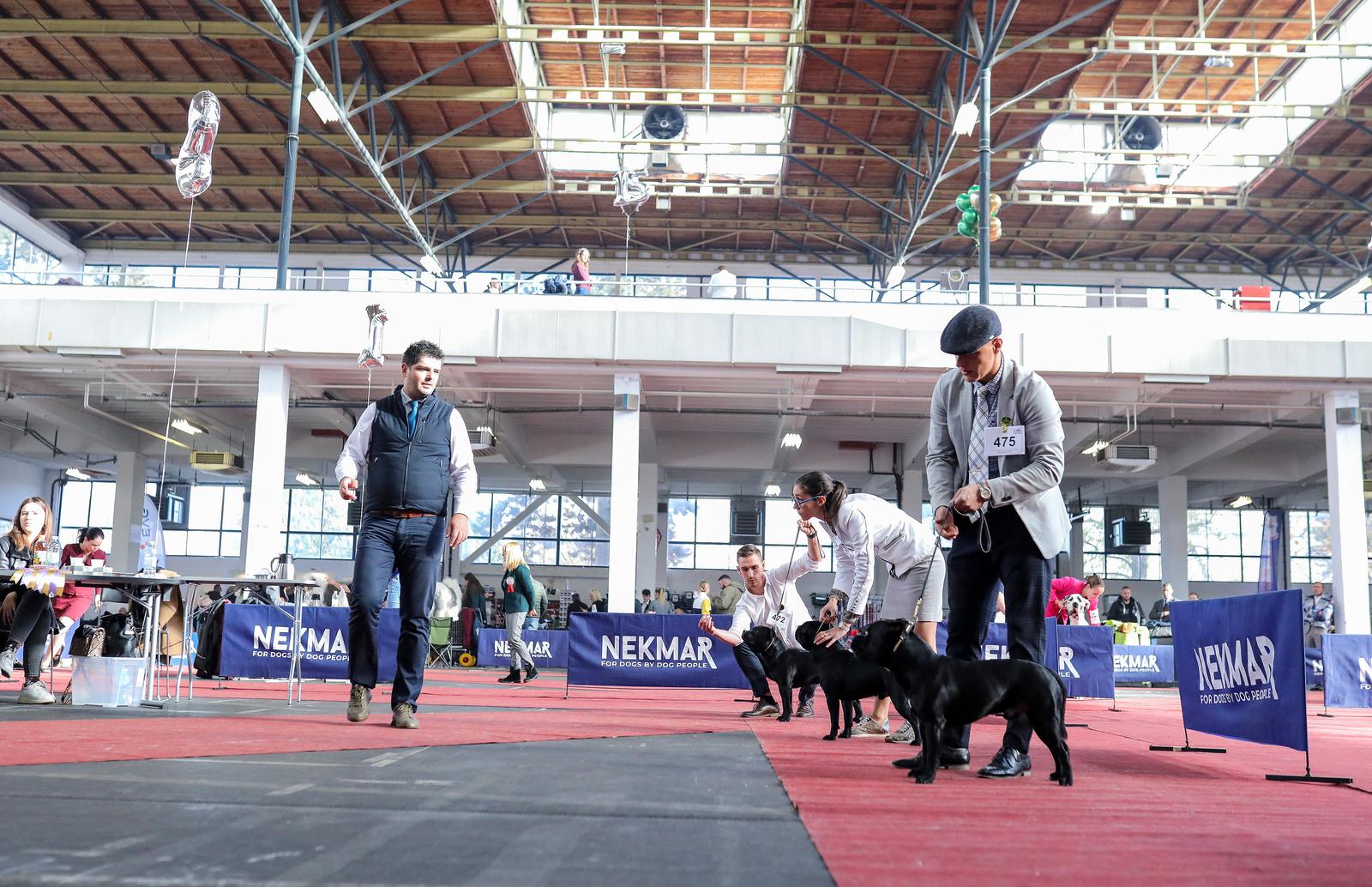 Izložba pasa na Zagrebačkom velesajmu Izložba pasa na Zagrebačkom velesajmu